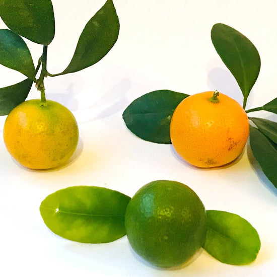 Fermentierte Kumquat - BLG Beautiful Life