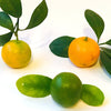 Fermentierte Kumquat - BLG Beautiful Life